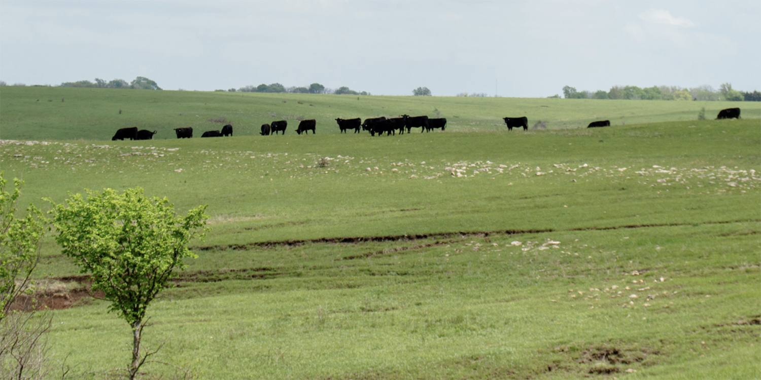 Cattle on open pasture in distance