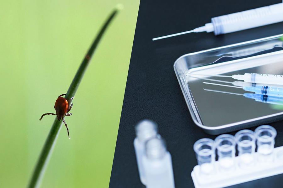 Split image shows a deer tick on the left and a tray of syringes on the right.