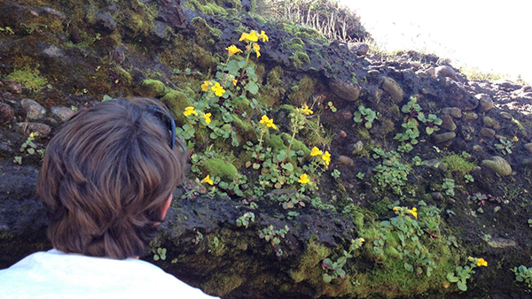 Patrick Monnahan (foreground), KU graduate student, inspects Mimulus in flower over a vertical mossy surface in Oregon. Photo by Jack Colicchio