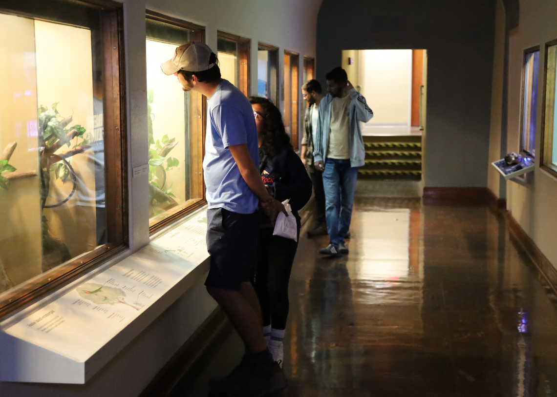 Visitors look into the live snakes and anoles exhibits located at the KU Natural History Museum