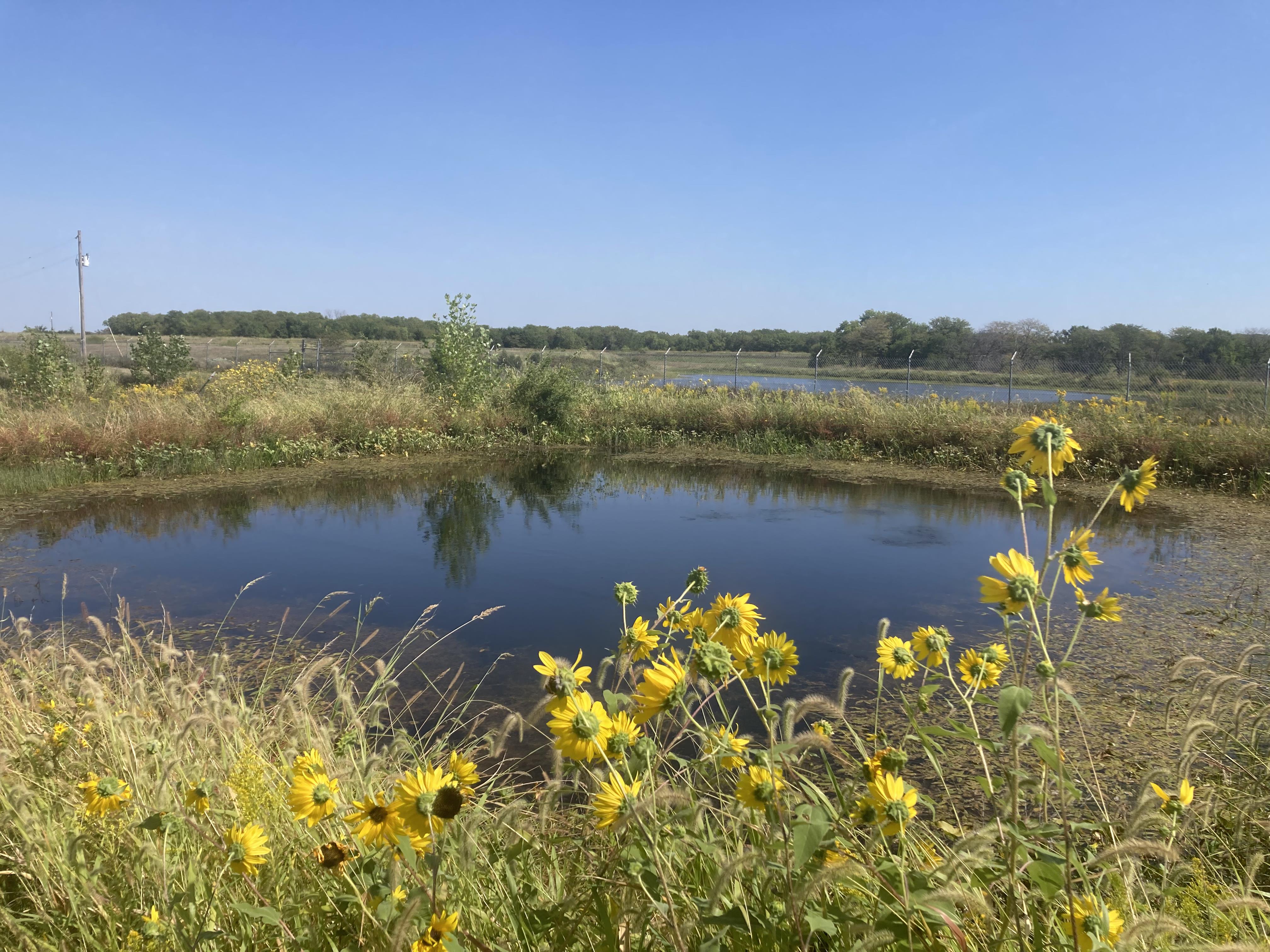 One of the .1 Hectacre ponds Adeline uses for her research. Sunflowers grow near the waters edge.