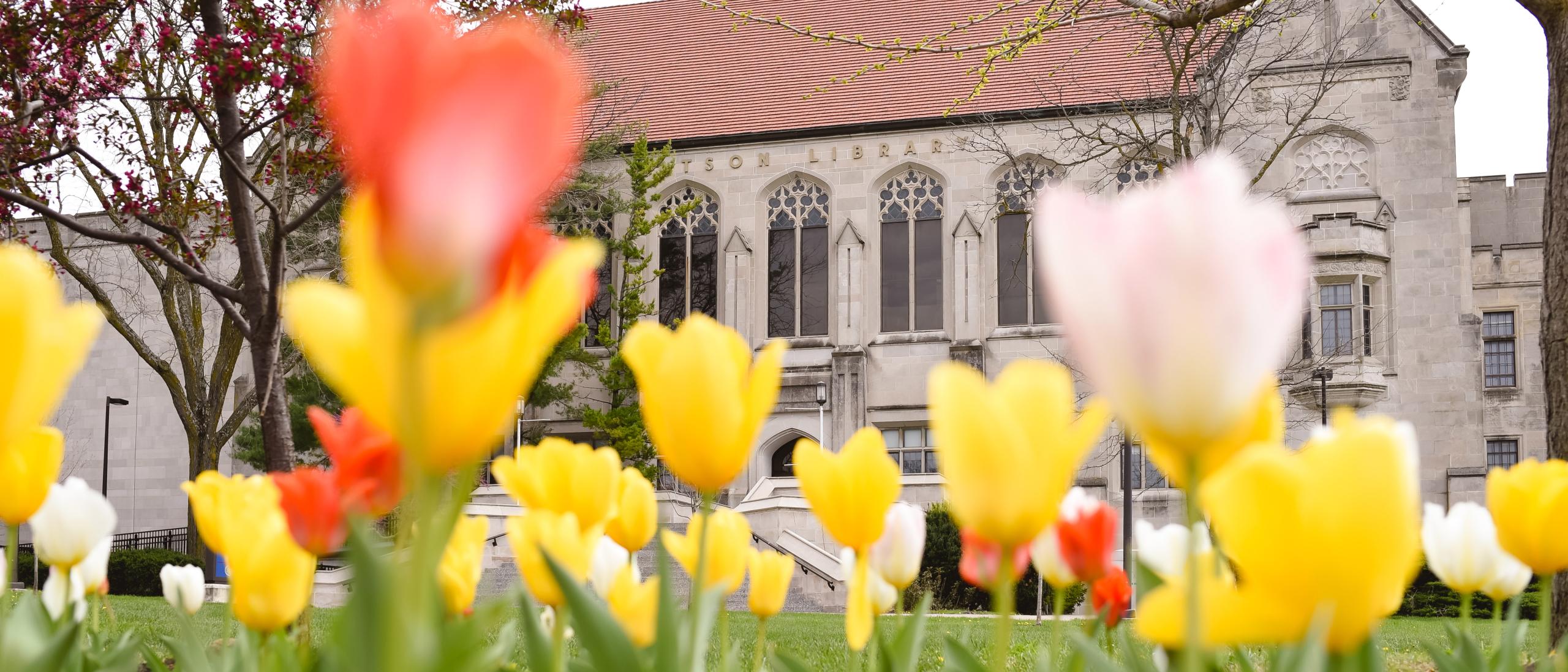 Tulips in front of Watson Library