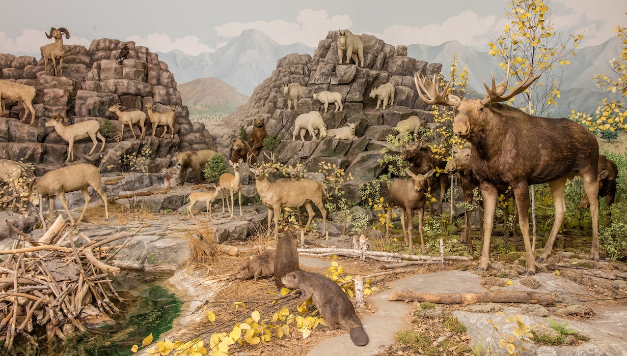 A mountainous region of the exhibit with rocky outcrops and preserved goats, deer, a moose and beaver