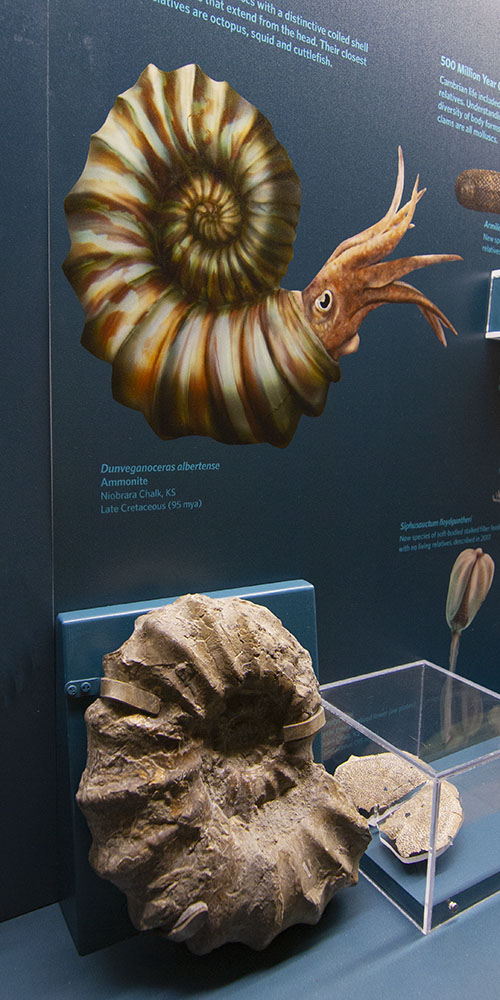 The "KU Paleontology Up Close" exhibit focuses on small fossils illustrating evolutionary changes over hundreds of millions of years.