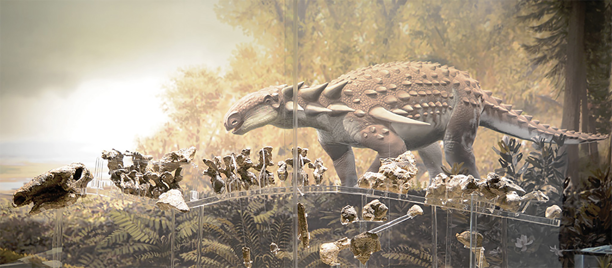 Silvisaurus exhibit at the KU Natural History Museum.