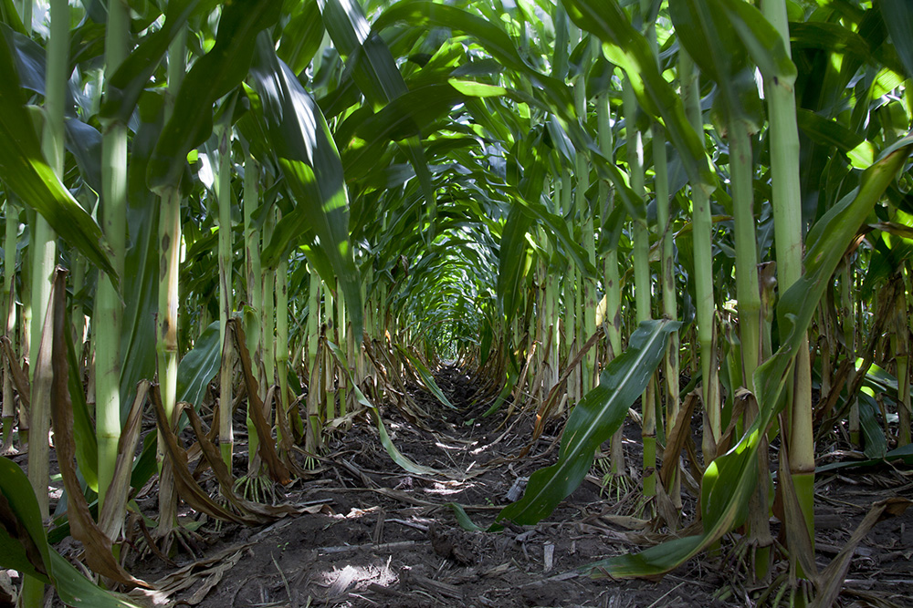 Kansas cornfield. Credit: Larry Schwarm 
