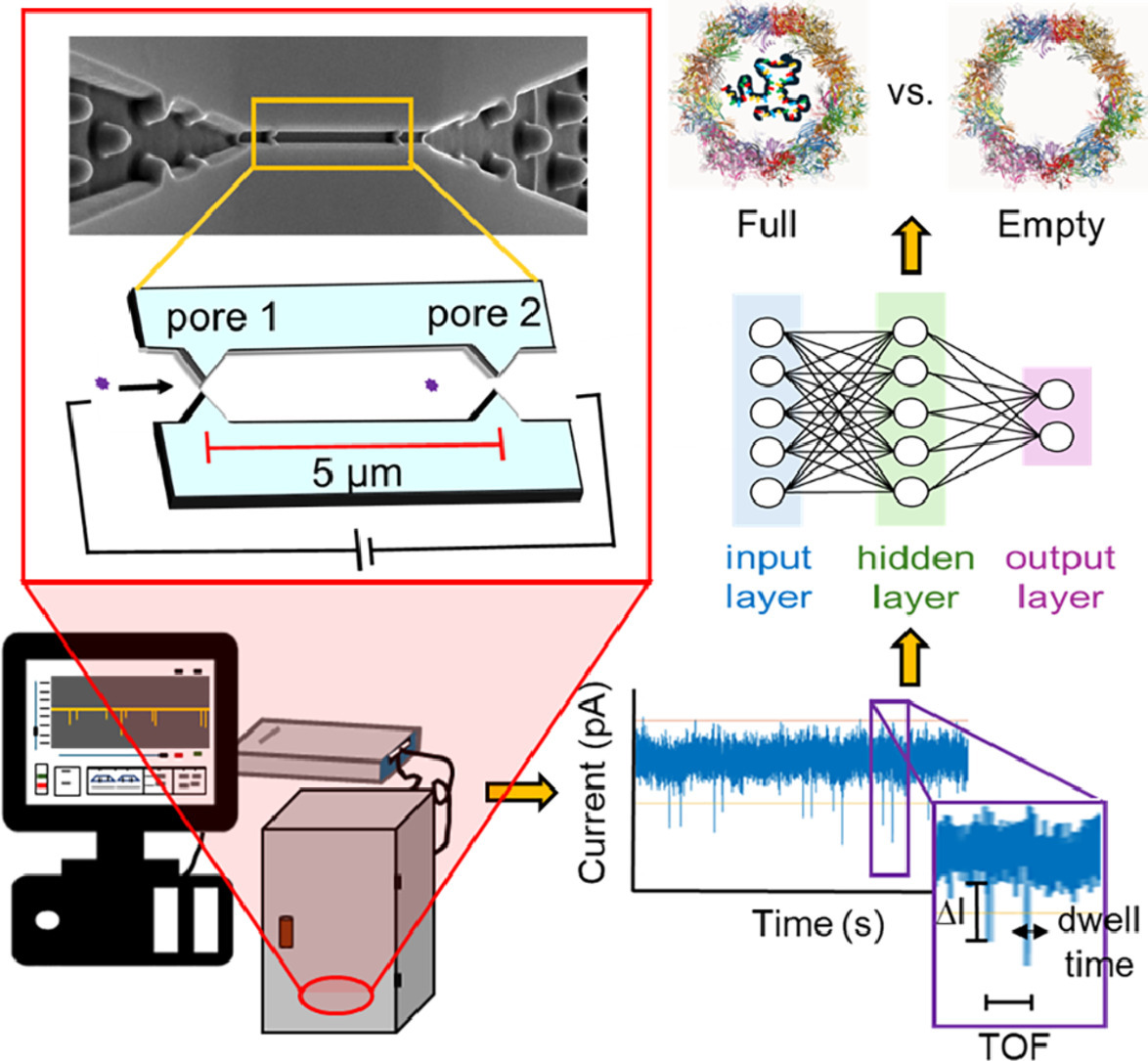 Graphical abstract with an arrangement of image showing macrophotography alongside a diagram of a nanopore sensor housed in a faraday cage. To the left is a graphic of full and empty capsids, with a diagram of the machine learning process and output for detecting each.