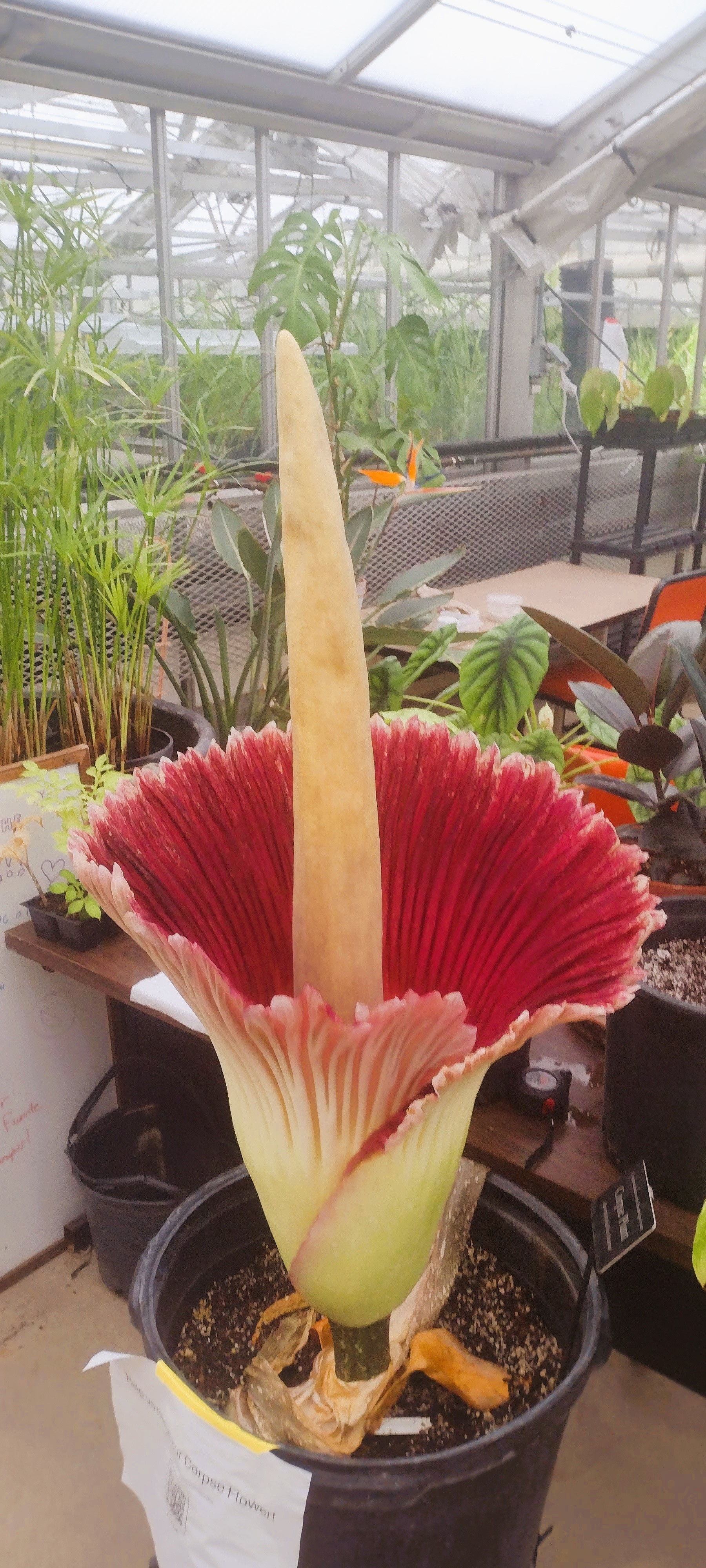 Corpse Flower Bloom