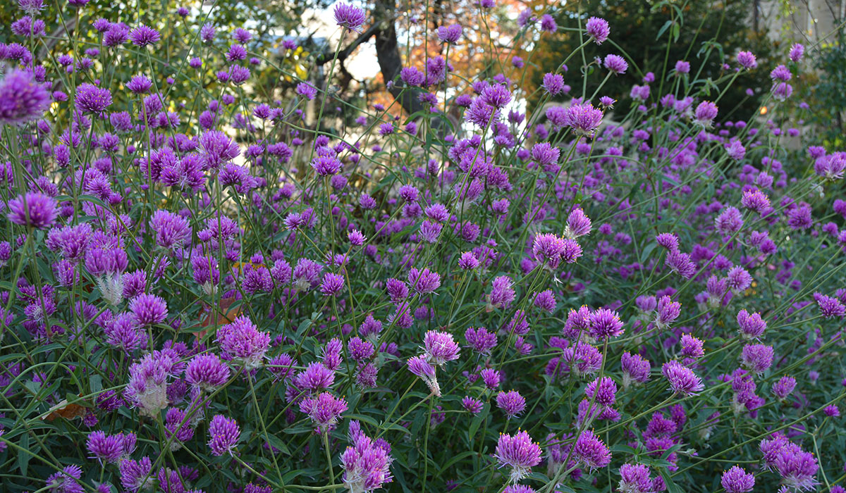 Gomphrena blooms in a flower bed between Marvin and Lindley halls.