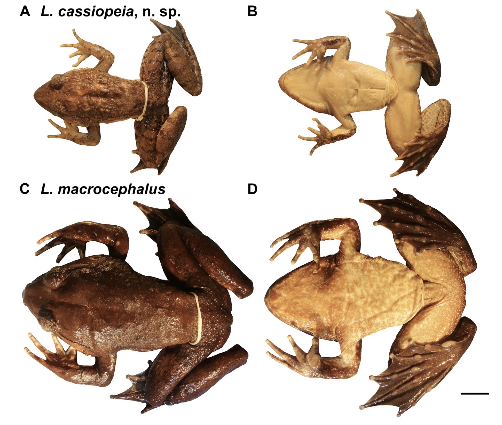 Dorsal and ventral comparison of adult male Limnonectes cassiopeia (top) and adult male L. macrocephalus, species similar enough to confuse scientists