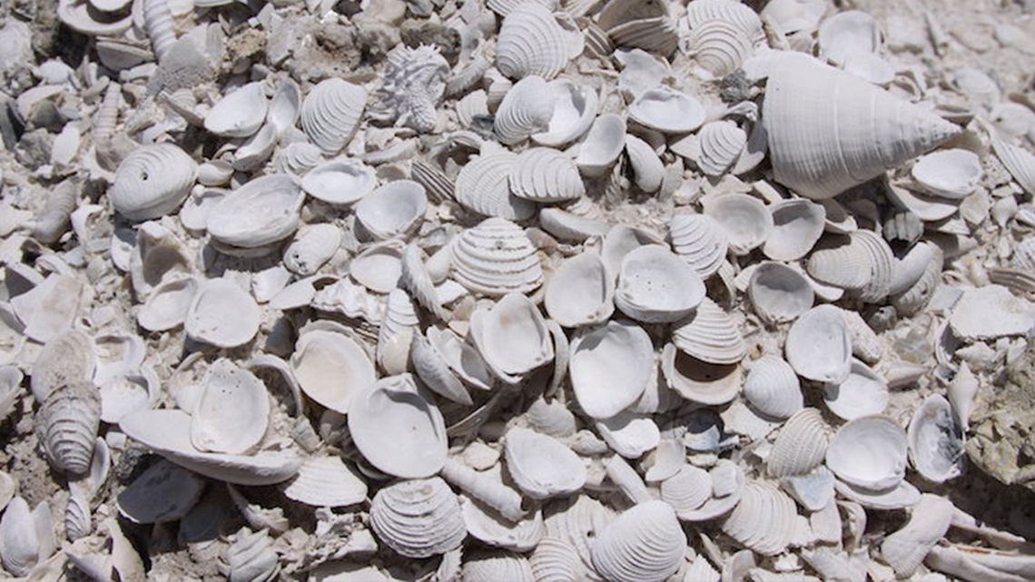 A picture of Pliocene (~ 3 million year old) fossil mollusks as discovered out in the field in Florida. Credit: Jonathan Hendricks, Paleontological Research Institute, Ithaca, New York.