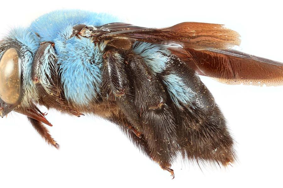 A museum specimen of blue carpenter bee, a solitary bee species from the genus Xylocopa.