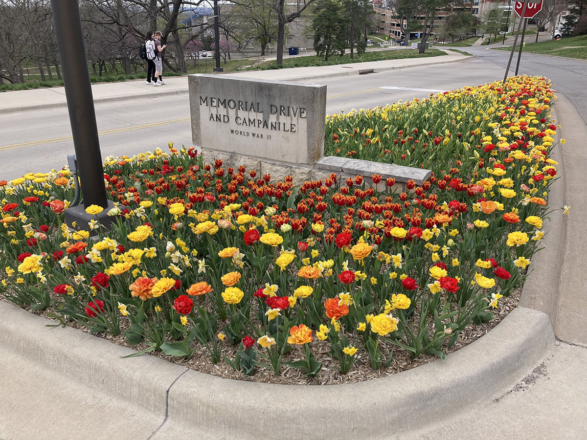 A mix of red and yellow tulips and daffodils sprout in a median between Memorial Drive and Mississippi Street. 