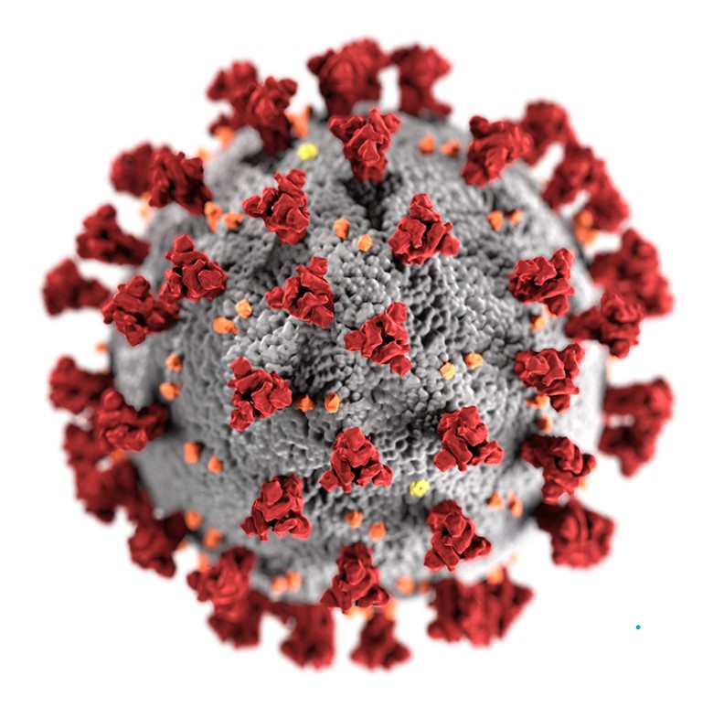 Three-dimensional rendering of SARS-CoV-2