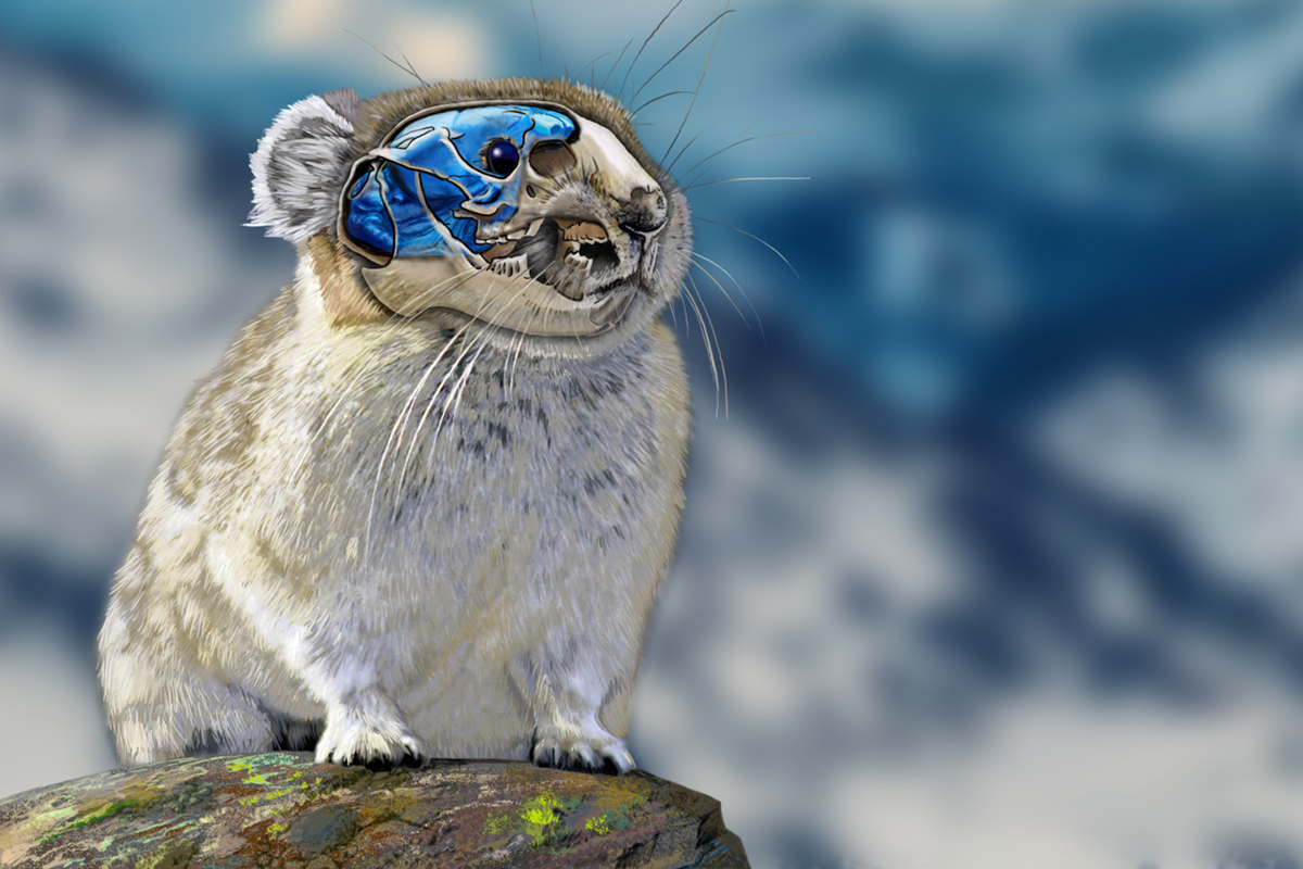 Researchers unveil evolutionary effects on mammalian species due to extreme environments