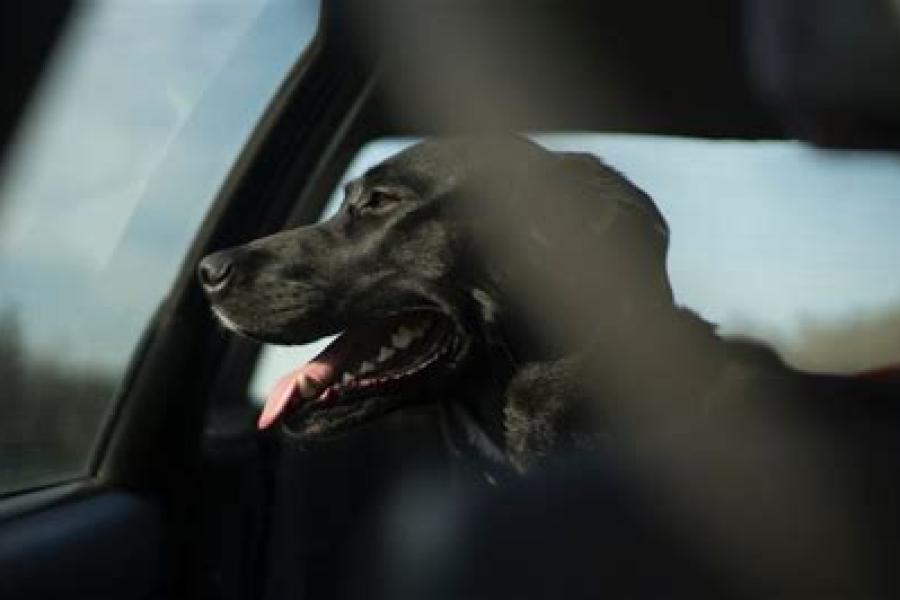 Dog riding in car