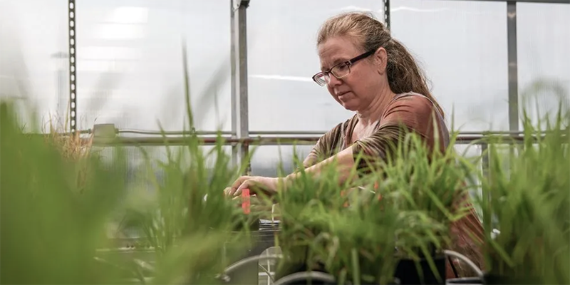 Researcher working with plants in greenhouse