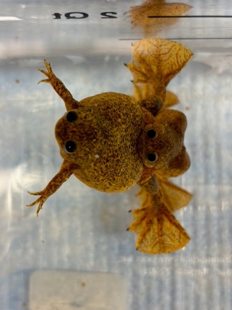 A pair of Xenopus longipes undergoing natural mating.