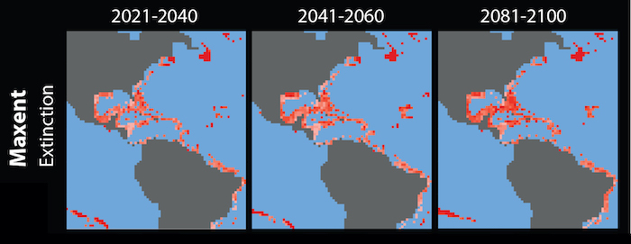 A heat map showing modeled projections of where extinctions of populations of marine mollusks will be concentrated in the face of anticipated climate change over the next ~ 80 years; hotter (brighter) colors signify greater extinction risk. These populations include important food sources for humans or fish that humans depend on. Credit: Erin Saupe, Oxford University, Oxford, UK.