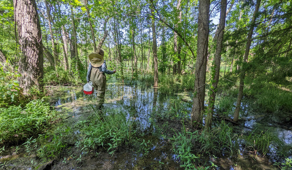 Individual carrying cooler through shallow pond of water in wetlands surrounded by leafy green trees.