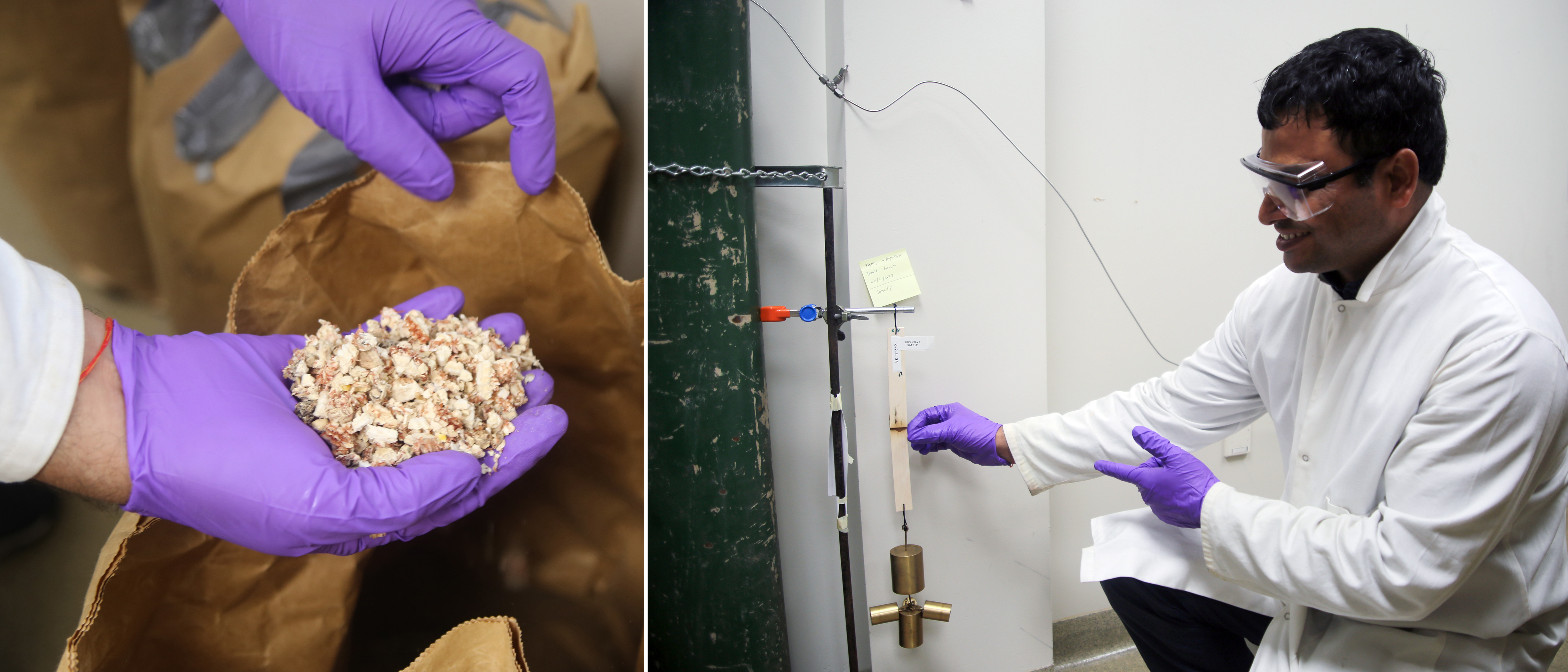 Split image showing a scientist wearing purple gloves displays a handful of corn cob waste from Kansas farm fields at left, and the same scientist gesturing toward a framework holding a weight that has been suspended since July 21, 2023 using a high-strength adhesive created from corn cob waste at right.