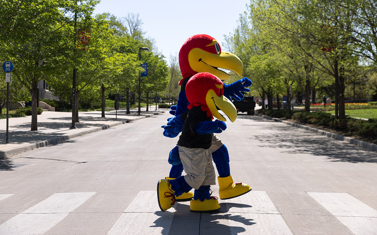 Big Jay and Baby Jay cross Jayhawk Boulevard on a spring day at the University of Kansas Lawrence campus.