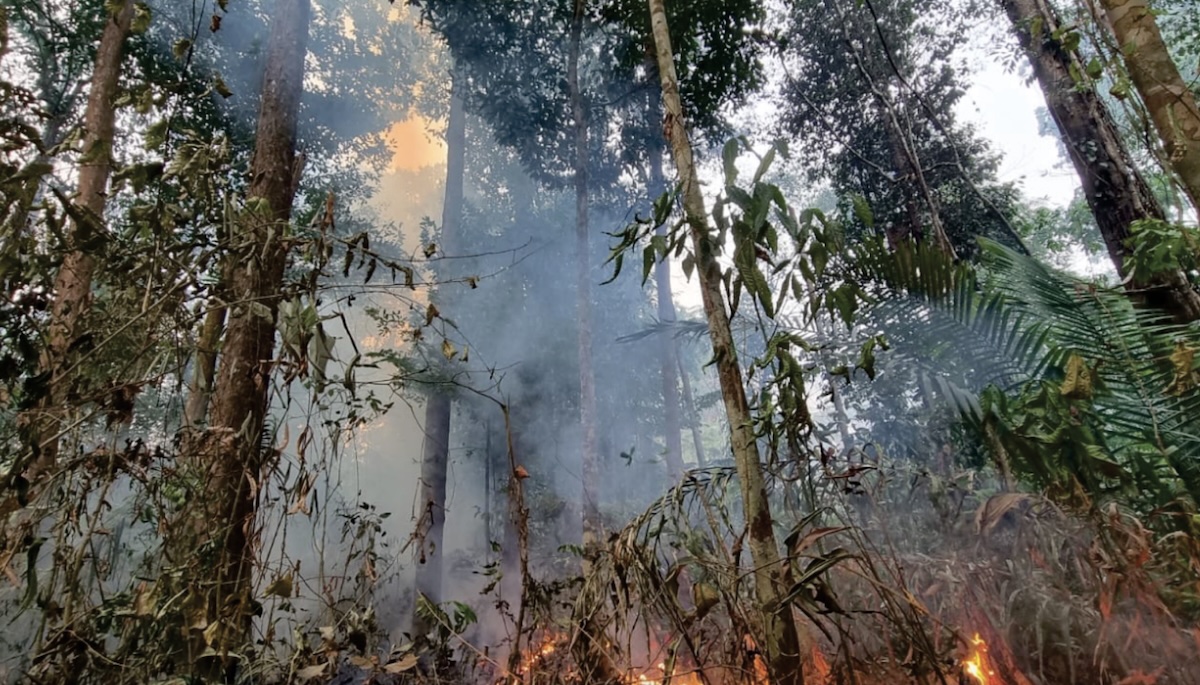 Photo of fires burning in Amazon rainforest