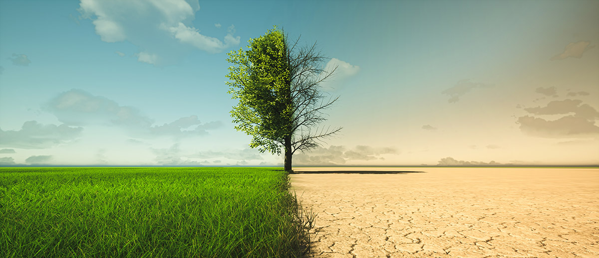 Split image of a green, grassy field on the left of frame with a tree growing in the center and a desert on the right side of the frame, with the tree dying in the middle.