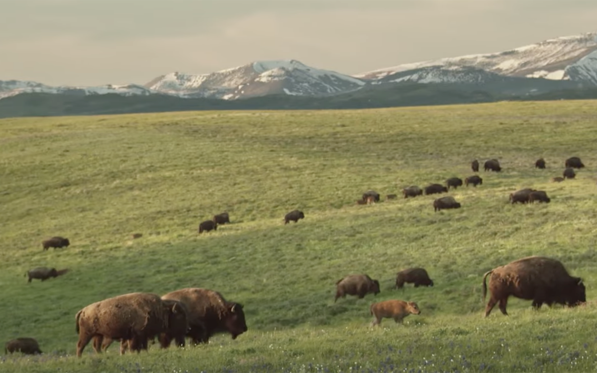 Buffalo graze in a pasture with snow-capped mountains in the distance.