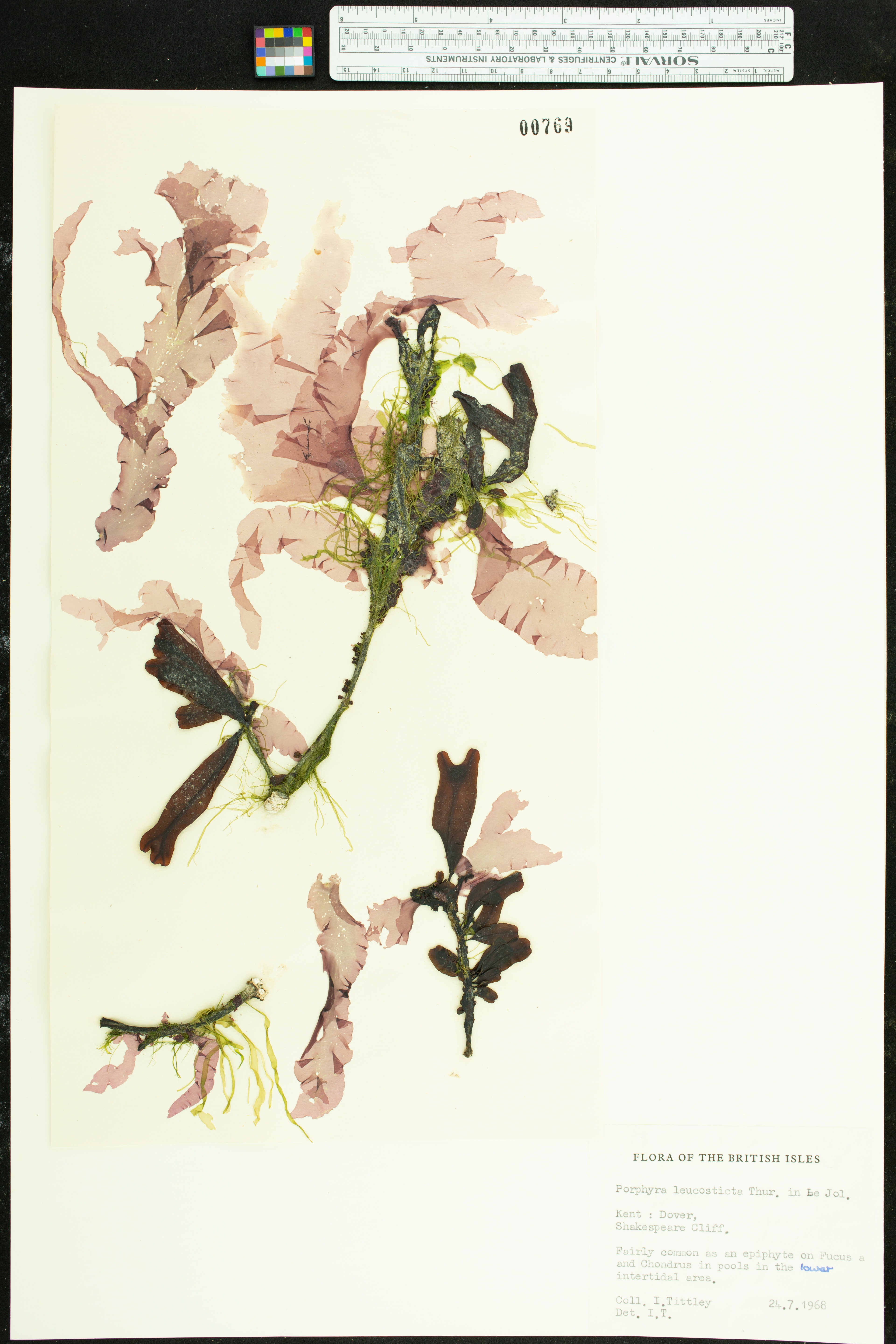Herbarium sheet of red alga.
