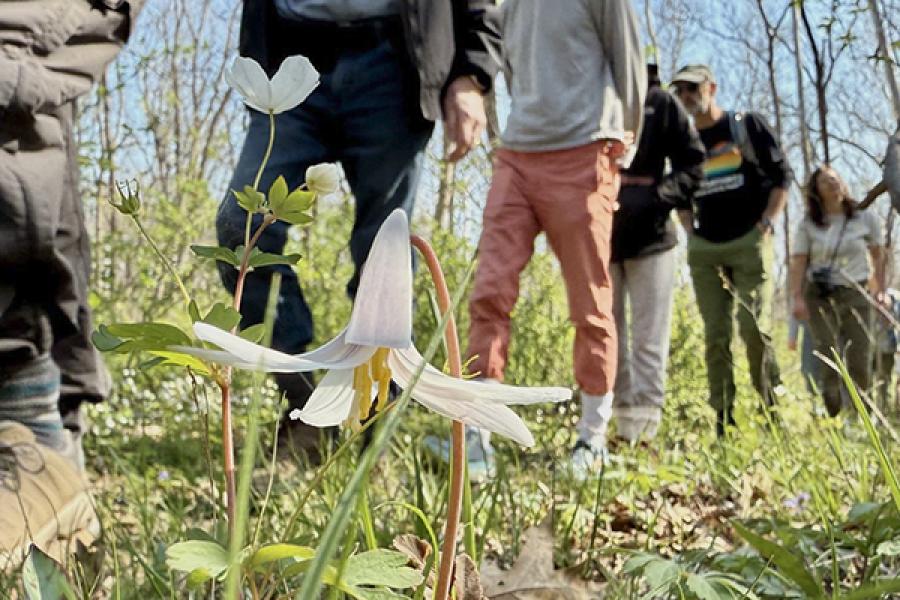Small white trout lily on forest floor with line of hikers in background.