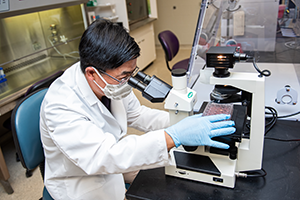 K-State virologist Kyeong-Ok Chang looks through an instrument in his K-State laboratory.