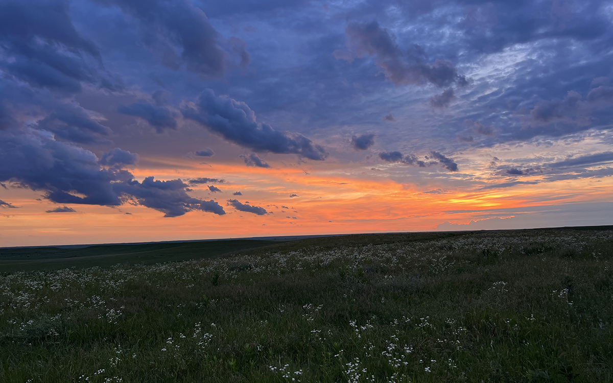 A brilliant orange sunset appears between a cloudy blue sky and tall green grass with white flowers