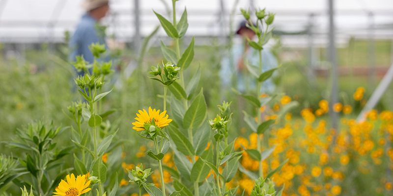 Yellow silflower blooming in greenhouse-like structure