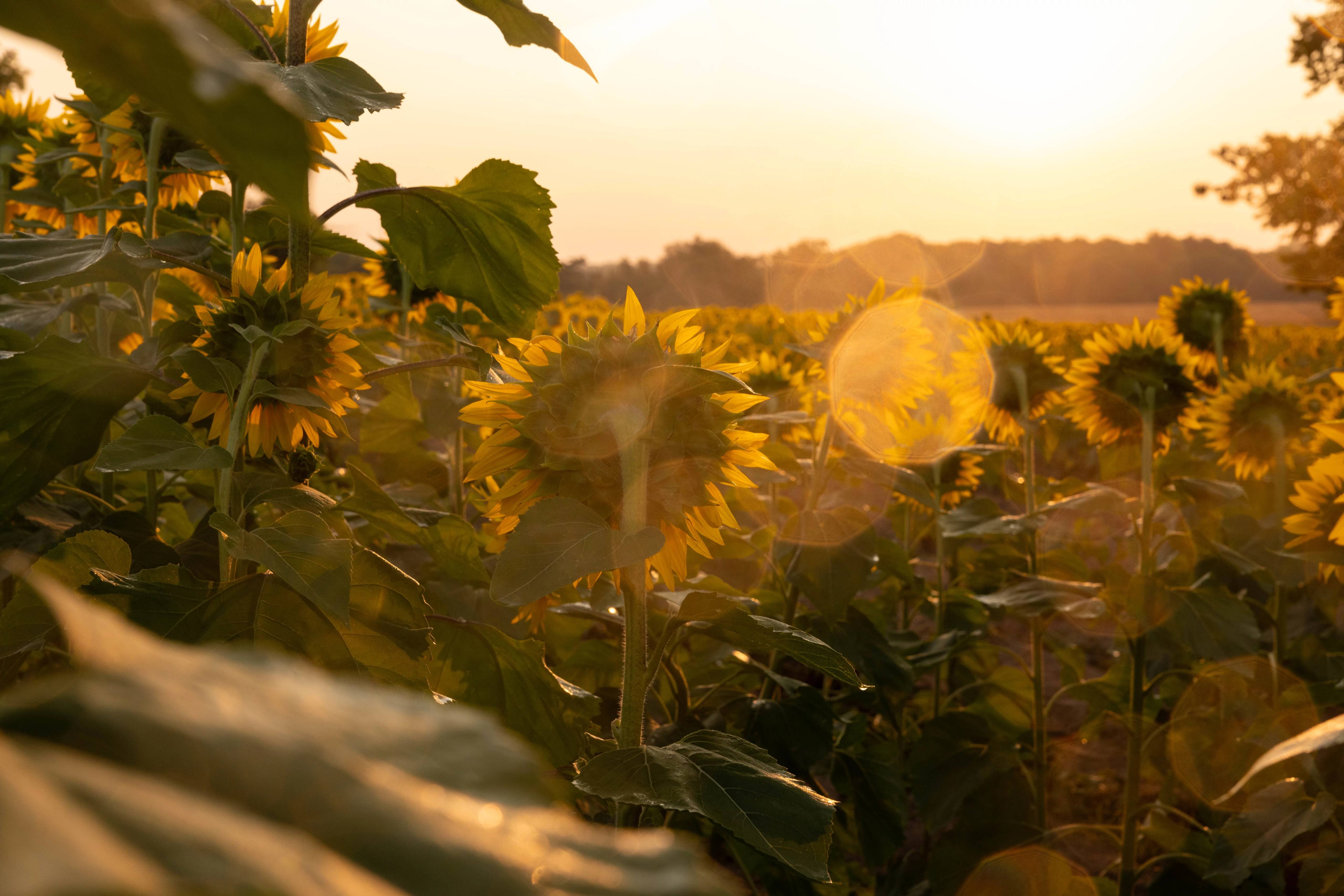 Image of a field of sunflowers with the sun setting in the background.