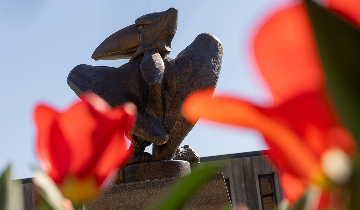 Academic Jay statue outside Strong Hall, red tulips in foreground