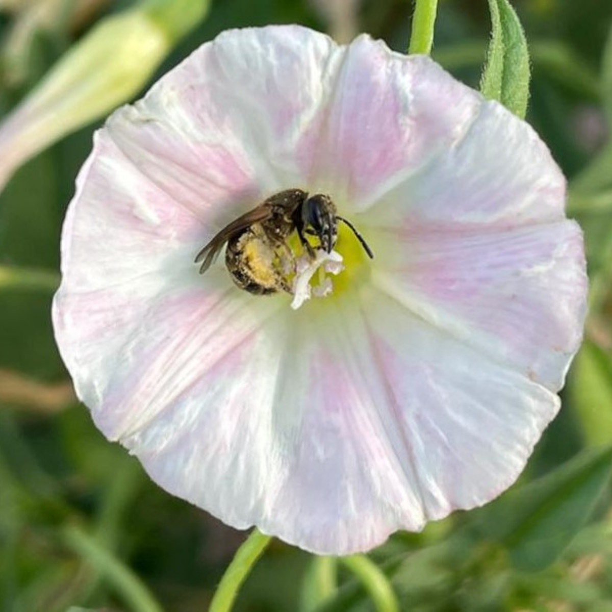 Lasioglossum malachurum (sweat bee) on a flower. 