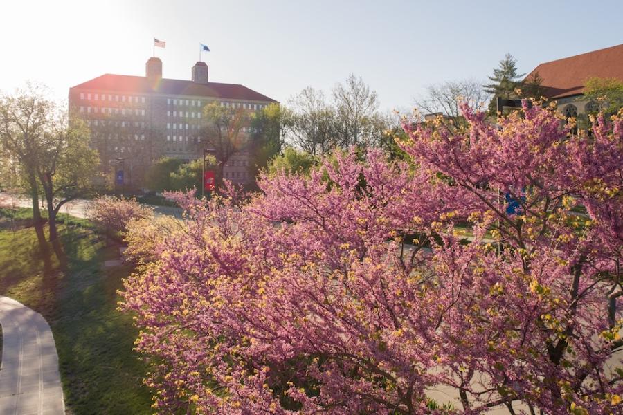 sunrise behind Fraser Hall with blooming tree in foreground