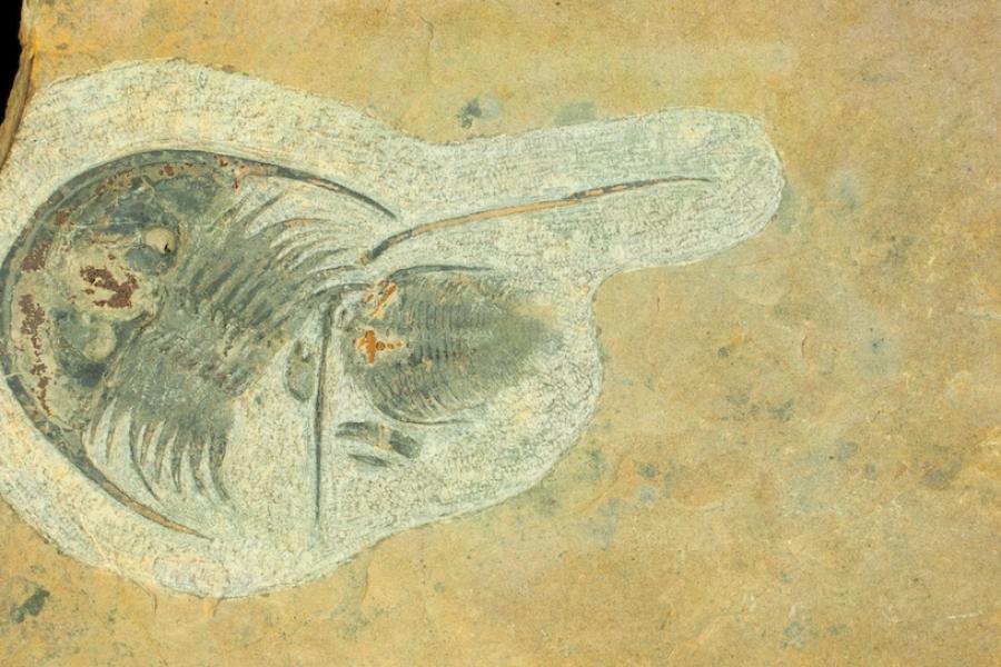 Photo of fossil in box from KU Biodiversity Institute and Natural History Museum