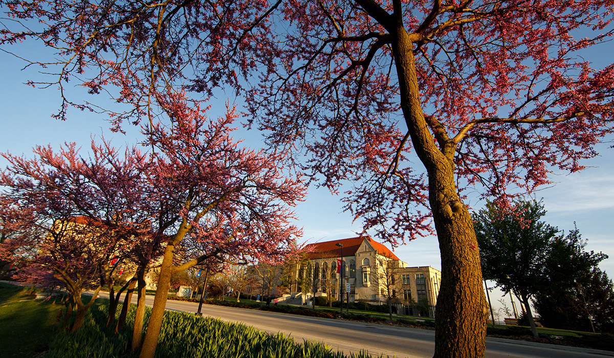 Watson Hall in background, trees with pink buds in foreground.