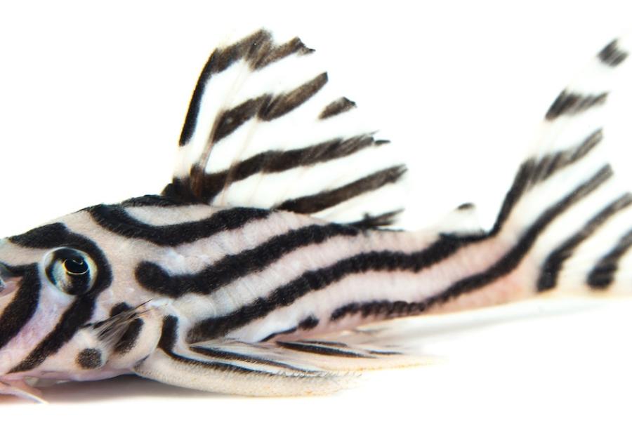 A photo of Hypancistrus zebra (Loricariidae), a critically endangered species, heavily demanded by the aquarium trade and threatened by the Belo Monte hydropower plant.
