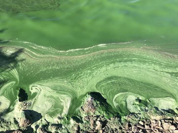 Photo: Blue-green algae scums washing up on shore of Milford Reservior, Kansas, in 2017. Credit: Ted Harris 