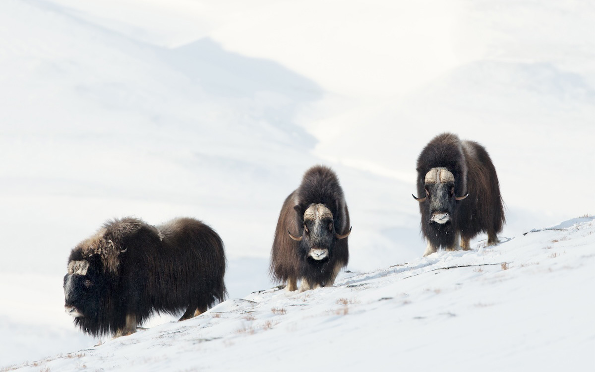 Photo of musk ox in Greenland.