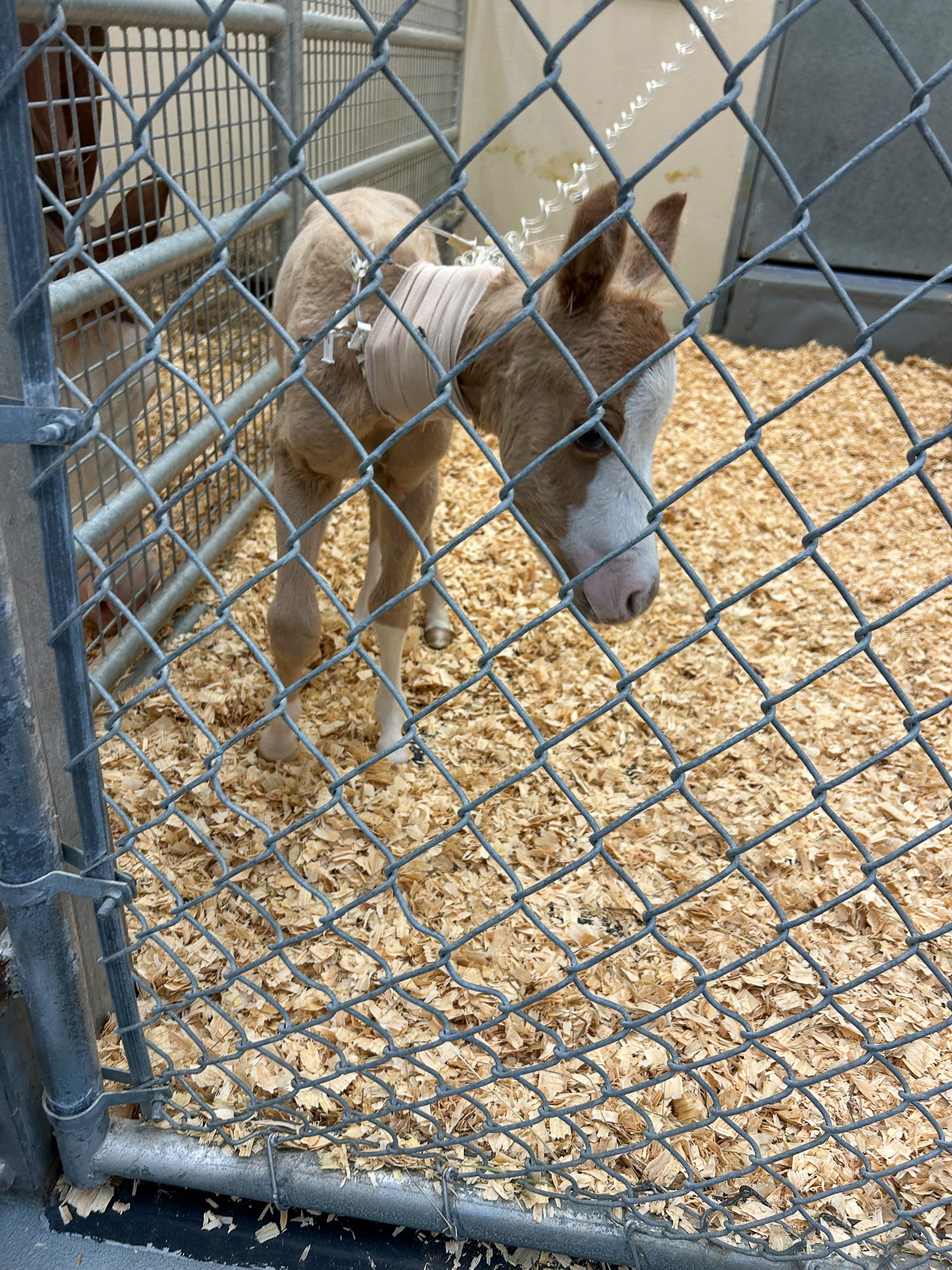 an injured foal at the k state veterinary health center