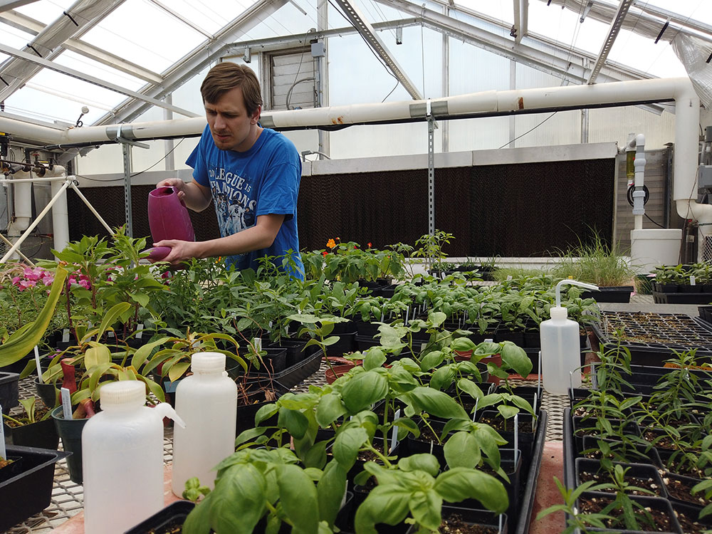 A KU student works in a greenhouse as part of Transition to Postsecondary Education, an inclusive postsecondary education program for KU students with intellectual disabilities. Credit: Drew Rosdahl