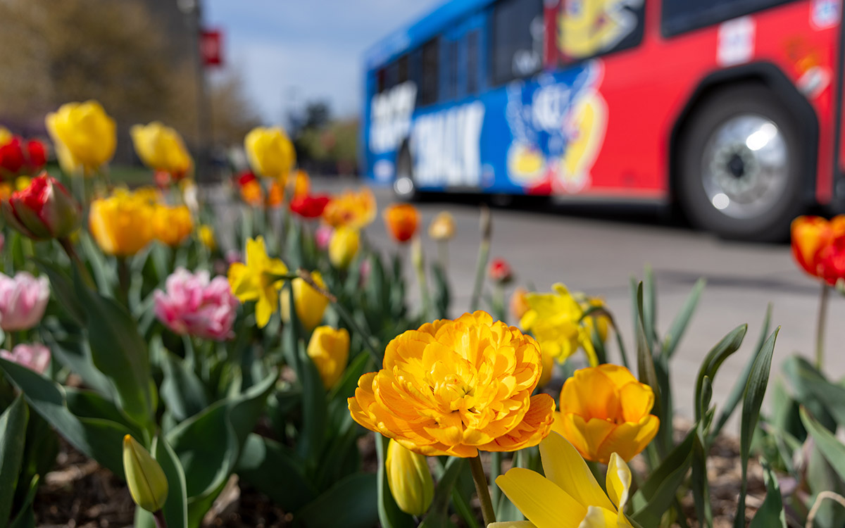 Red and yellow tulips bloom along Jayhawk Boulevard as a bus with KU signage drives past.