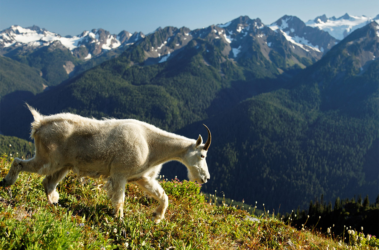 Mountain goat walking through grass high in the mountains