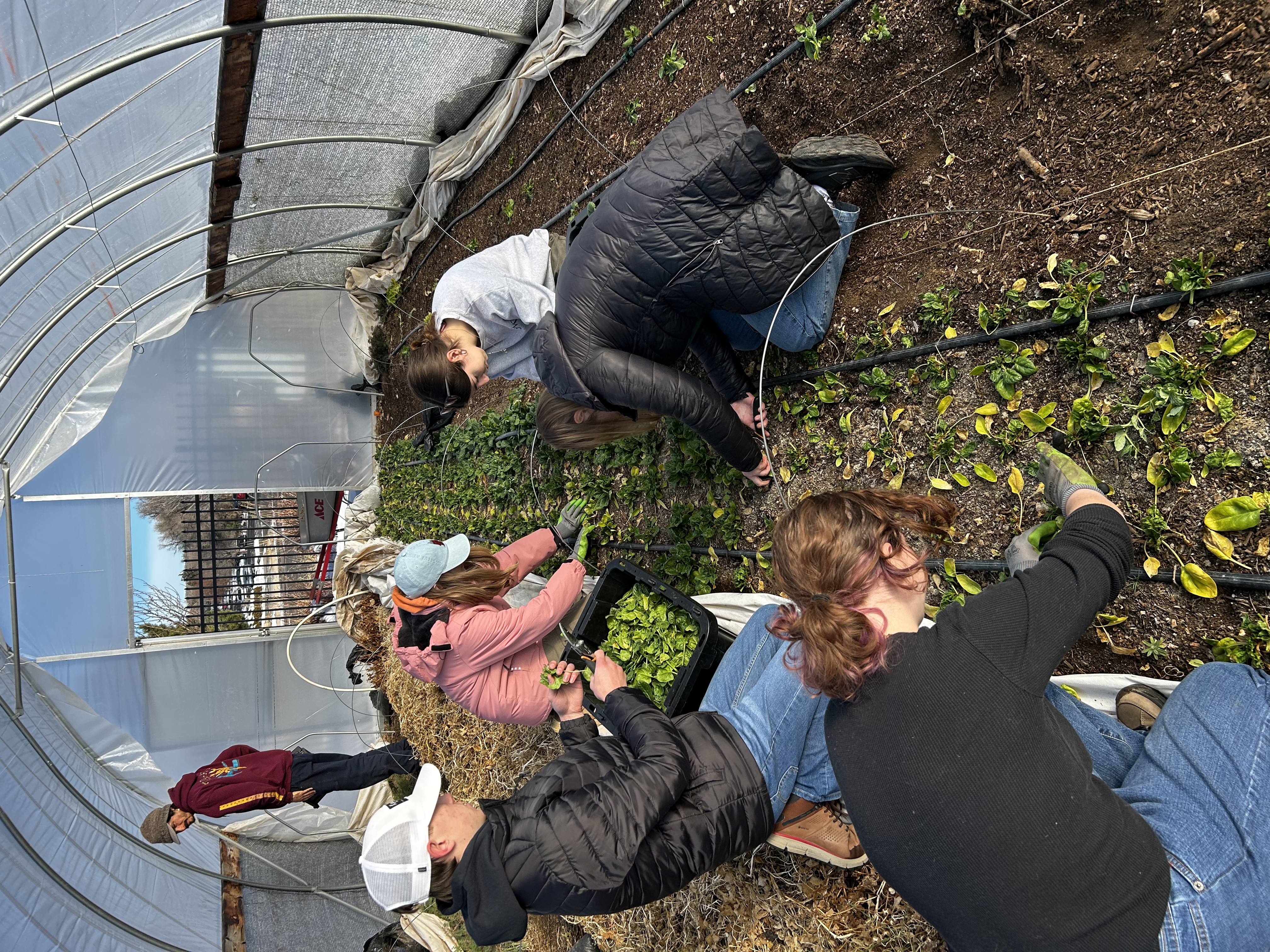 KU students work in a greenhouse for the Colorado Springs Food to Power program.