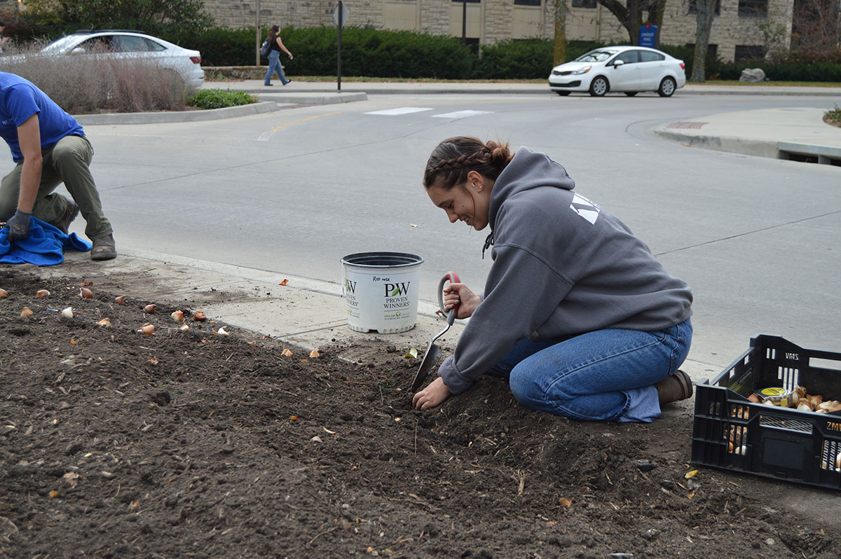 Kneeling, Marlee Moeder, landscape worker, places a tulip bulb into a freshly dug hole at the Chi Omega Fountain