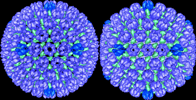 images of herpes virus under microscope